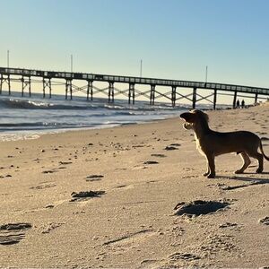 Meet your Posher, Gabby